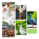Automatic Chicken Bird Chook Poultry Feeder Drinker Chicken Poultry Waterer