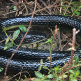 1.3M Rubber Snakes Realistic Trick Simulation Whimsy Fake Garden Pretend Toy