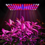 225LED 2000W Grow Light Hydroponic Kits Growing Plant Veg Flower Indoor Lamp